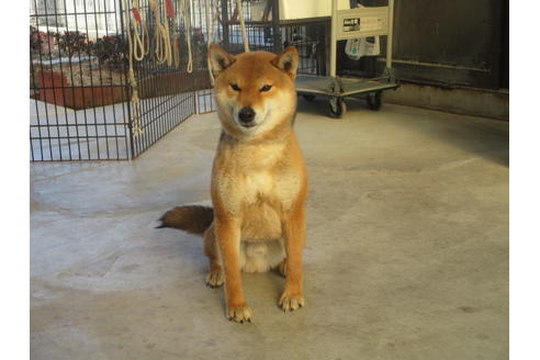成約済の岡山県の柴犬-122122の2枚目